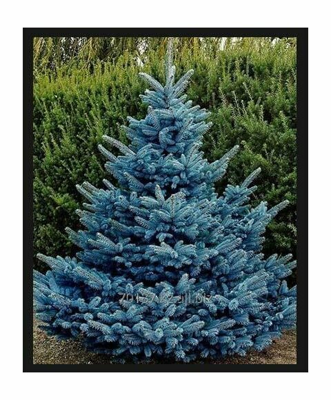 Smrk modrý The blue 160/180 cm, v koreňovém balu Picea pungens The blue